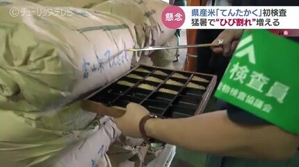 富山米の早生品種「てんたかく」初検査ですべて1等でも…主力