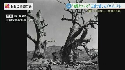 ヘイワノカケラ」被爆樹木を五感で感じる！？ 平和について考える新た
