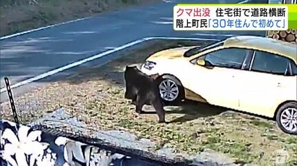 のそのそと…防犯カメラが捉えた体長約1.5mの太ったクマ 約40秒後には