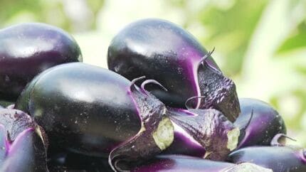 ヘタ紫なす”生産者は一人だけ…レア野菜“レアベジ”を使ったパンが期間