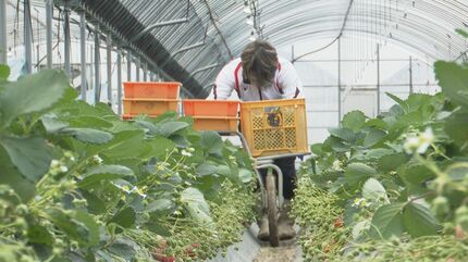 価格の優等生”モヤシも10年で3倍に…社長自ら配送しコスト削減すること
