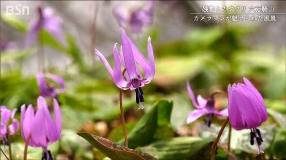 雪解けとともに咲き誇る“紫のじゅうたん” 戦国武将の砦だった『六万騎山』に群生するカタクリに魅せられて 新潟・南魚沼市 | 新潟のニュース・天気|BSN NEWS|BSN新潟放送