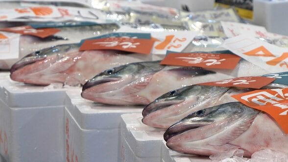 【サーモンショック】消費者ため息、漁業者は不安 最高値85万円も…秋サケ不漁で食卓直撃 回帰率低下で人工ふ化事業は赤字、来遊量過去最少の衝撃 | 北海道のニュース|HBC北海道放送