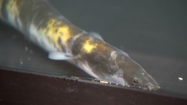 熟したバナナのような模様のウナギ 渋川マリン水族館に展示 児島湖で漁師の男性が釣り上げ 1万匹に1匹ほどの割合【岡山】|TBS NEWS DIG
