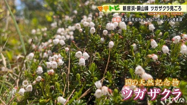 【マチトピ】愛媛県新居浜市では国の天然記念物「ツガザクラ」見ごろ|TBS NEWS DIG
