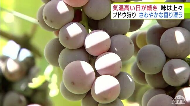 「暑すぎて最高」気温高い日が続き糖度も高く味は上々 青森県三戸町で『観光ぶどう園』がオープン|TBS NEWS DIG