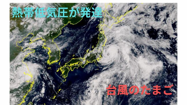 【台風のたまご】日本の南 熱帯低気圧…まもなく台風に発達へ【雨と風のシミュレーション】発達後も北東へ進む見込み|TBS NEWS DIG
