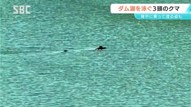 猛暑で水浴び!?ダム湖を泳いでいるのは3頭のクマ　子グマを背負い泳ぐ姿も…　長野・天龍村|TBS NEWS DIG