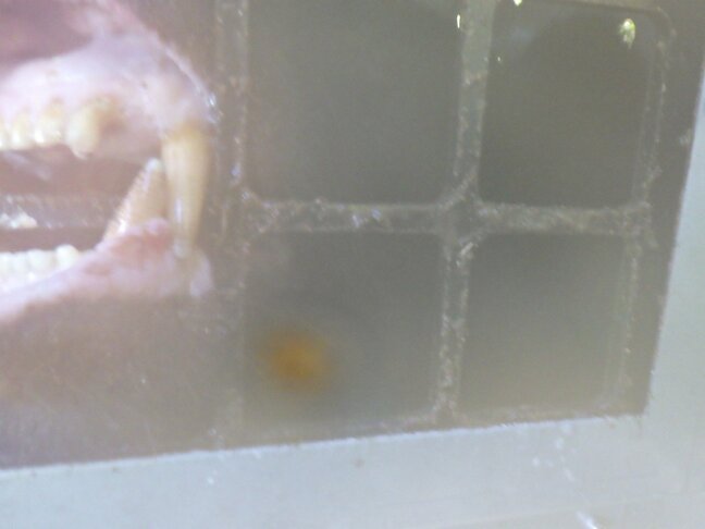 「低い唸り声を上げて…」設置したワナにクマ掛かる 金網から鋭い牙も "人里にクマが定着する傾向続く"と専門家警鐘 出会った場合に有効な対処法は|TBS NEWS DIG