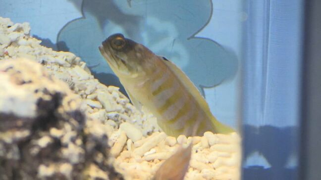 ホワイトデーにちなんだ海の生き物を展示する水槽がお目見え　しまね海洋館アクアス|TBS NEWS DIG