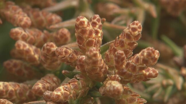 スギ花粉 “外出を避けた方がよいレベル”に 医師「今から1週間、10日が一番きつい時期」|TBS NEWS DIG