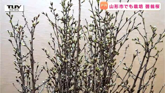 山形市で生産された啓翁桜をアピール! 歓送迎会や卒業式などで高まる需要|TBS NEWS DIG