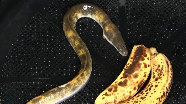 バナナのような生き物が釣れた! 児島湖で漁をしていた漁師らを驚かせたその正体は…「ちょっと縁起がよさそうで」【岡山】|TBS NEWS DIG