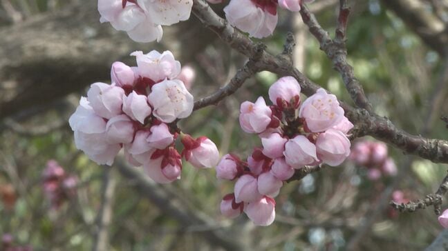 城下町で春の散策　国内外の観光客を魅了する歴史の町並み　観光シーズン到来も燃料高騰に不安　山口・萩|TBS NEWS DIG