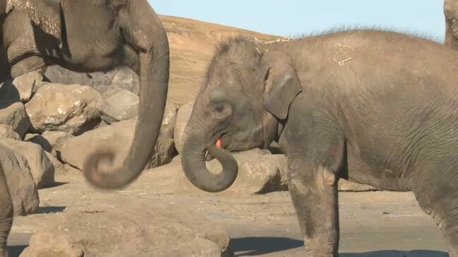 規格外ニンジンをゾウのエサに 竹田市からアフリカンサファリへ、食品ロス削減の新たな試み 大分|TBS NEWS DIG