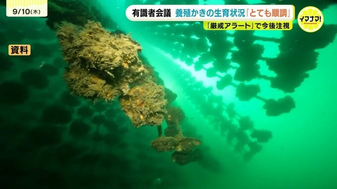 養殖カキ大量死問題　今年の成育は順調も　酸素量低下で”厳戒アラート”　対策を議論　広島|TBS NEWS DIG