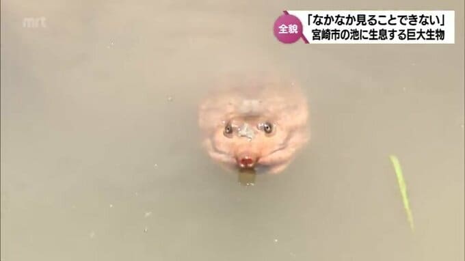 宮崎市の「巨大生物」その全貌が明らかに　"外来種"か?「何も悪意なくここにたどり着いて、自分の力で生き延びている」【MRTニュース2024を振り返る】|TBS NEWS DIG