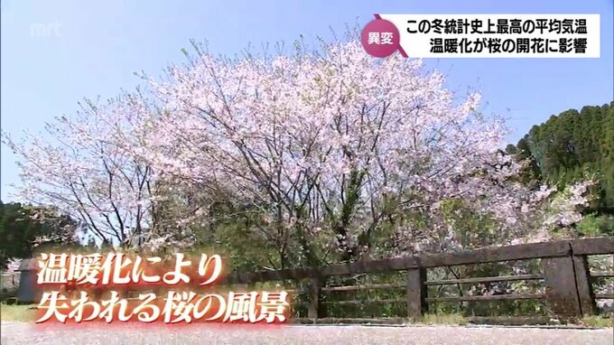 「今年は、残念ながら花の数が少なくて、寂しい感じ」満開にならない桜　その原因は?　|　MRTニュース ｜ ＭＲＴ宮崎放送