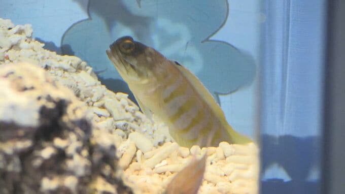 ホワイトデーにちなんだ海の生き物を展示する水槽がお目見え　しまね海洋館アクアス|TBS NEWS DIG
