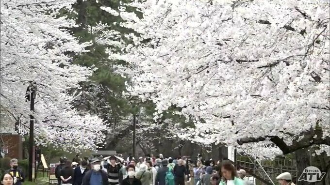 「いままでの活気が戻ってきた」見頃のピークはまもなく！　桜の名所・弘前公園は19日にも満開の見込み！！　　|　青森のニュース│ATV NEWS│青森テレビ