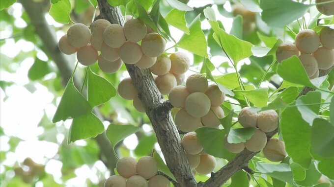 ギンナン中毒「結構死ぬ…死亡率は約13％」小さな子どもは特に…医師が「食べ過ぎ注意」呼びかけ　昔は「年齢の数以上ギンナンを食べるな」|TBS NEWS DIG