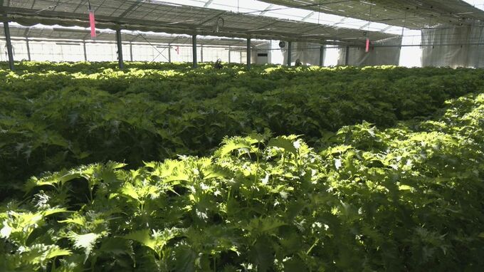 イラン情勢 東海地方への影響は？｢燃料代の値上げは死活問題｣ どうなる原油価格 愛知･豊川市|TBS NEWS DIG