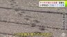 【詳報】“親子グマ”目撃され「箱わな」設置の平川市　10日ほど前には小学校近くの畑にクマとみられる足跡が…　畑仕事をする住民「怖くて畑にいられない」　市は40基以上の「箱わな」設置などで警戒強める　|　青森のニュース│ATV NEWS│青森テレビ