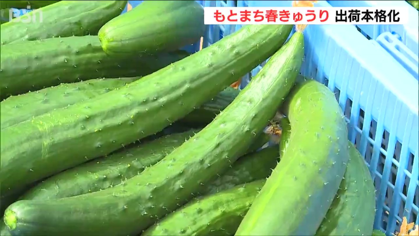 サムネイル_新潟県燕市のブランド野菜『もとまち春きゅうり』出荷が本格化