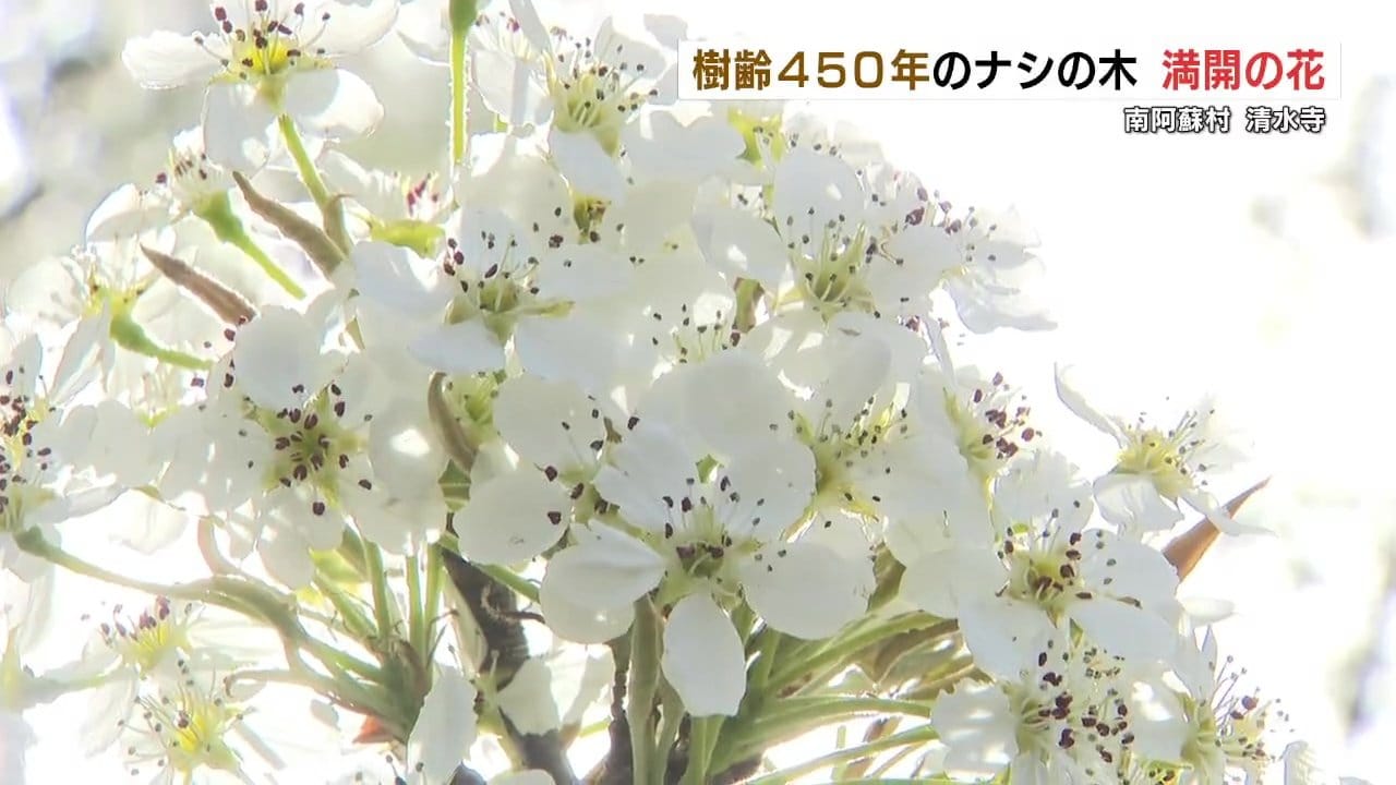 南阿蘇村「清水寺」のご神木 樹齢約450年の梨の木が純白の花咲かせる