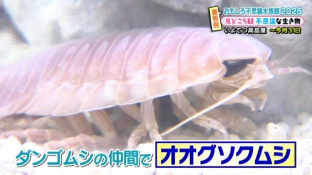 ダンゴムシ ダンゴムシ・Dangomushi】起きて木にも登る Pill bug wake up and