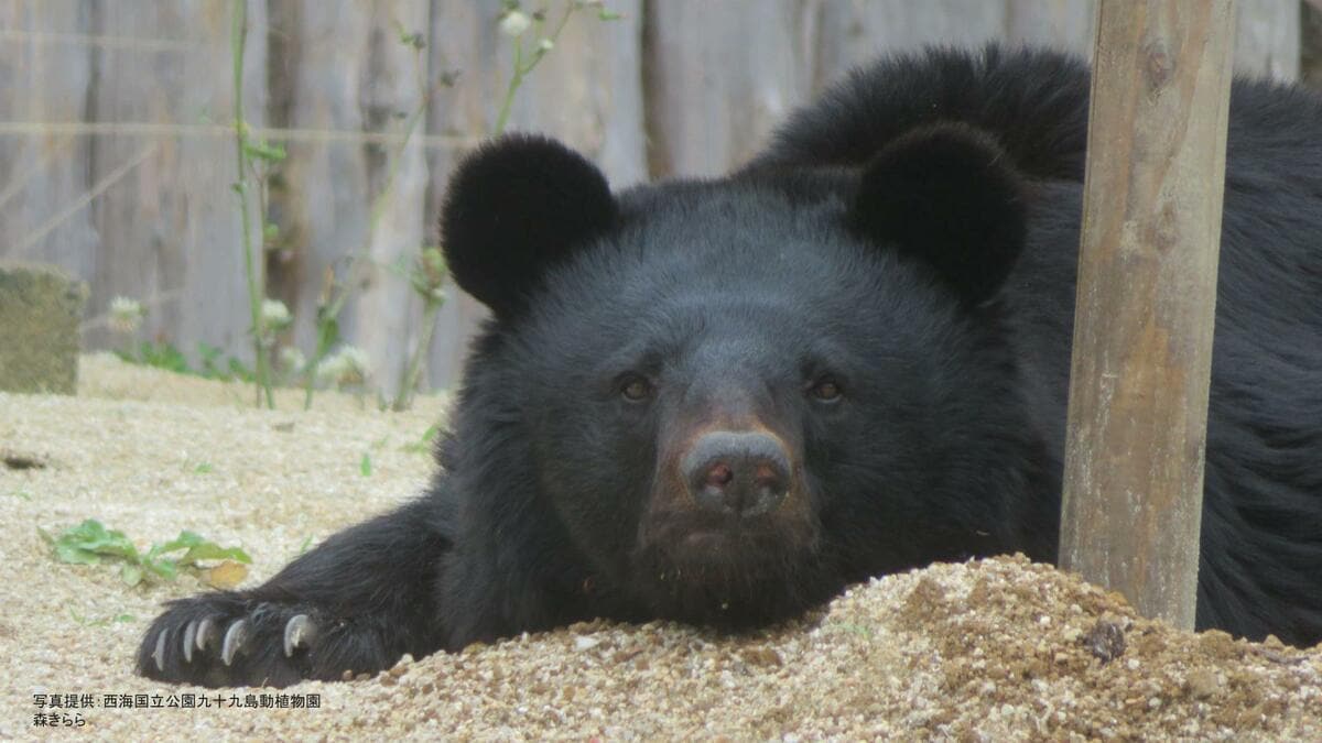 きままな熊 クマ】九州上陸はある？ 山口県でも目撃情報「水は怖くないが…」 関門