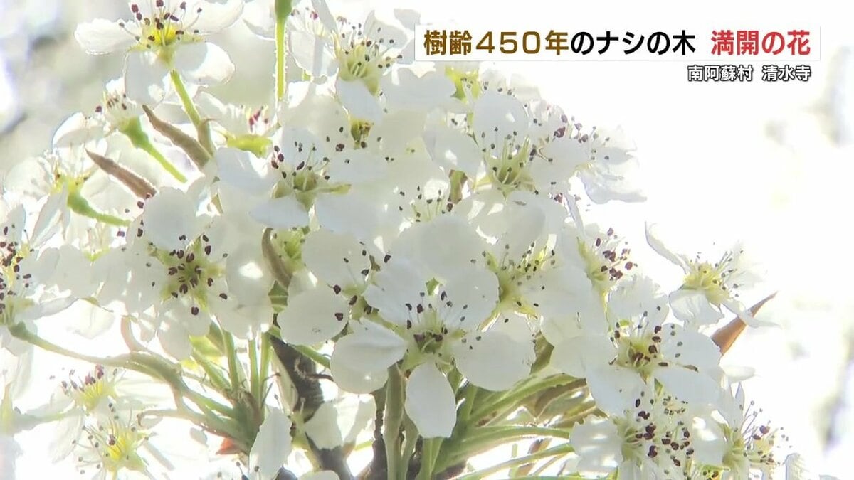 南阿蘇村「清水寺」のご神木 樹齢約450年の梨の木が純白の花咲かせる