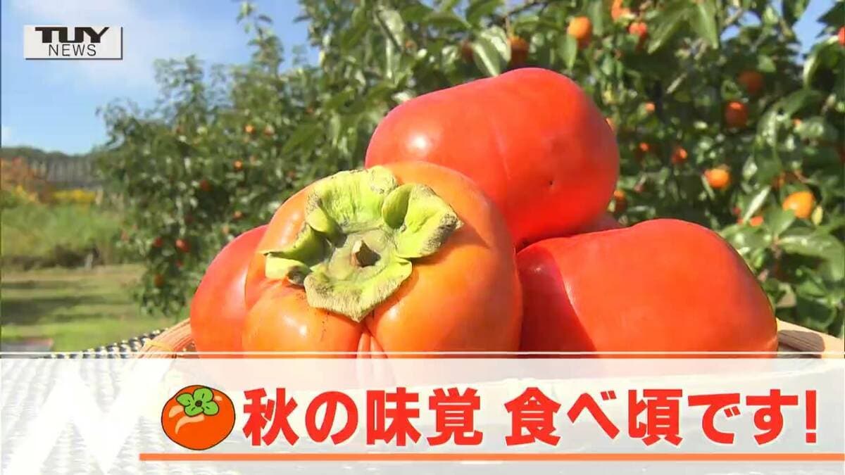 想像以上に小さな山里の柿『マメガキ』採取権 想像以上に小さな山里の柿『マメガキ』採取権