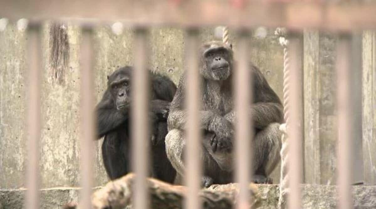 国内では年々減少するチンパンジー 繁殖のため茶臼山動物園の