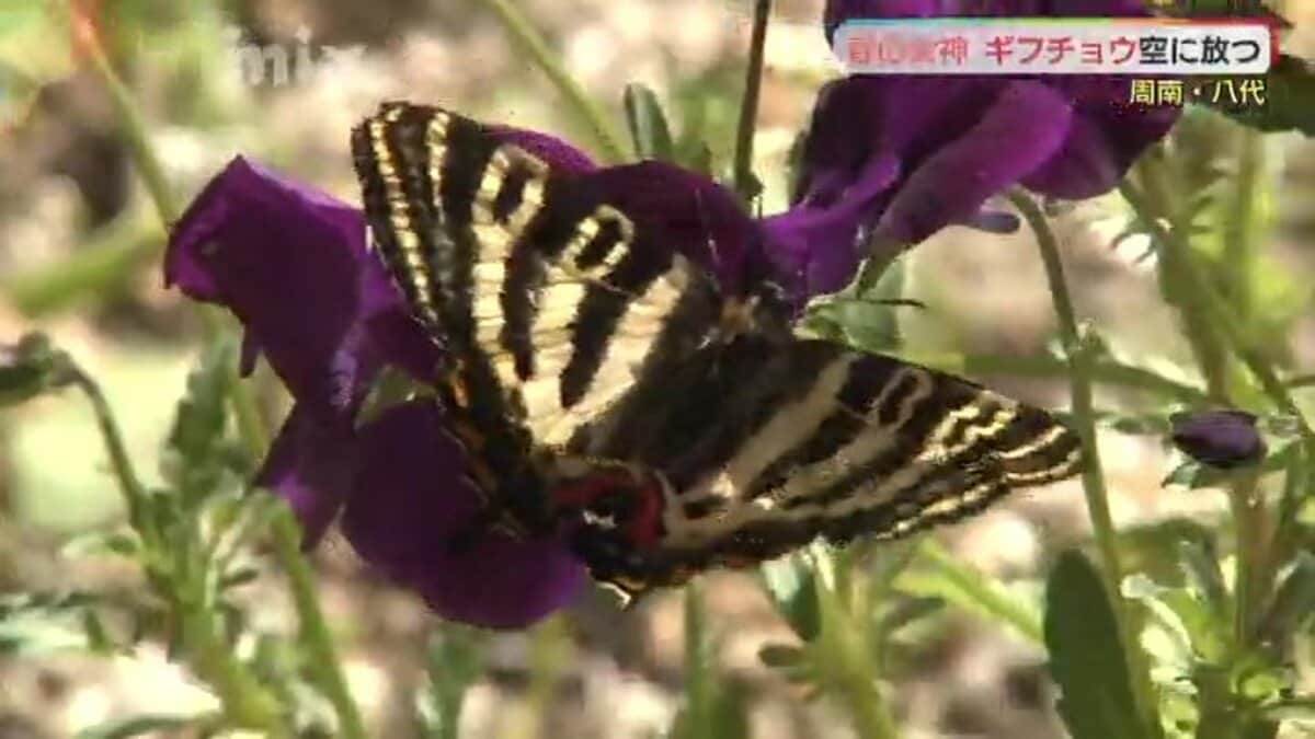 ごく近い将来に野生の絶滅の危険性が極めて高い」絶滅危惧種IA類の