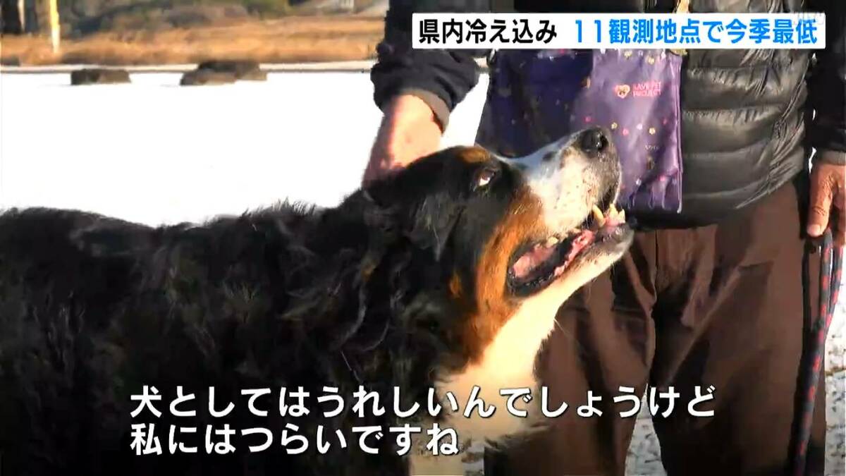 「犬はうれしいんでしょうけど私はつらい…」『南国高知』も県内各地で冷え込み平野部でも氷点下　四万十市ではうっすら積雪も