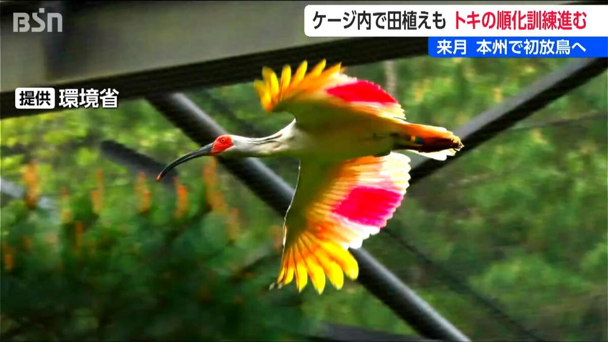 サムネイル_本州放鳥に向けたトキの訓練順調 ヒトがケージ内で長時間作業しても“落ち着いた様子” 佐渡島外での定着に期待