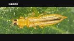 【廃業の危機救ったカメムシ】丹精込めて育てたスイカがとける…ウイルス媒介する害虫にカメムシで対抗|TBS NEWS DIG