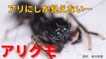 「アリにしか見えない」けど実は「クモ」?!ぴょんと跳んでハエを捕まえる『アリグモ』さぁ、脚は何本でしょうか...6本?8本?|TBS NEWS DIG