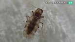 「蚊の10倍」猛烈かゆみが襲う 水辺にいる“スケベ虫”に注意　|　石川県のニュース｜MRO北陸放送
