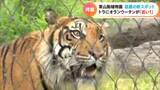 「毛並みの先まで鮮明に見えて」 トラが、オランウータンが、ものすごく近い! 目の前で見られる「アジアの熱帯雨林エリア」 東山動植物園にオープン | 名古屋・愛知・岐阜・三重のニュース【CBC news】 | CBC web