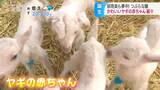 つぶらな瞳でかわいさ全開!!生まれたばかりの〝あかちゃん〟も…ヤギの出産シーズン迎える 長野・佐久市|TBS NEWS DIG
