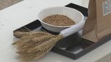 県産麦の収穫を祝う「おきなわ麦うまちー」賑わう|TBS NEWS DIG