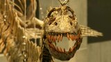 『これはプテロトリゴニアの・・・』 子どもたちが船に乗って到着したのは「恐竜の島」|TBS NEWS DIG