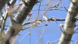 【速報】甲府で桜が開花　観測史上 最も早く　高知、岐阜もきょう開花で全国トップタイの開花|TBS NEWS DIG