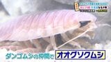 「ダンゴムシと同じ仲間だけど海の中で生きている?」いよてつ高島屋 水族館の見どころ | 愛媛のニュース - Nスタえひめ|あいテレビは6チャンネル