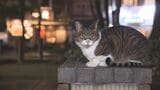 大分市の歓楽街「都町」野良猫問題 “地域猫”活動で効果も「コソコソ餌やり…理解してほしい」 | 大分のニュース|OBS NEWS|大分放送