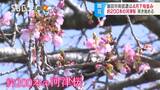 最高気温20度で…早咲きの河津桜咲く　長野・飯田市南信濃　　|TBS NEWS DIG