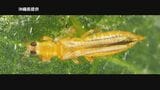 【廃業の危機救ったカメムシ】丹精込めて育てたスイカがとける…ウイルス媒介する害虫にカメムシで対抗 | 沖縄のニュース|RBC 琉球放送