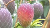 「粒が大きく色も良く糖度も高い」 南ア市でマンゴー収穫はじまる 例年より10日早く 山梨 | 山梨のニュース | UTYテレビ山梨